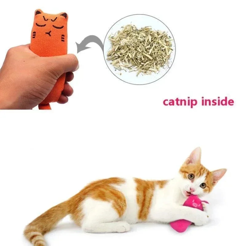 Katzenminze